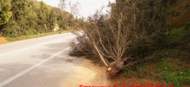 Έσπασε από τους ισχυρούς ανέμους το δέντρο στη νέα εθνική οδό