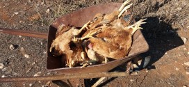 ΣΤΟ ΑΡΩΝΙ ΑΚΡΩΤΗΡΙΟΥ – Άγριοι σκύλοι κατασπάραξαν πάνω από 25 κότες